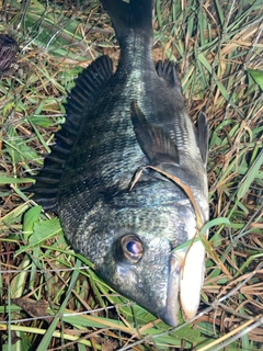 チンチンの釣果