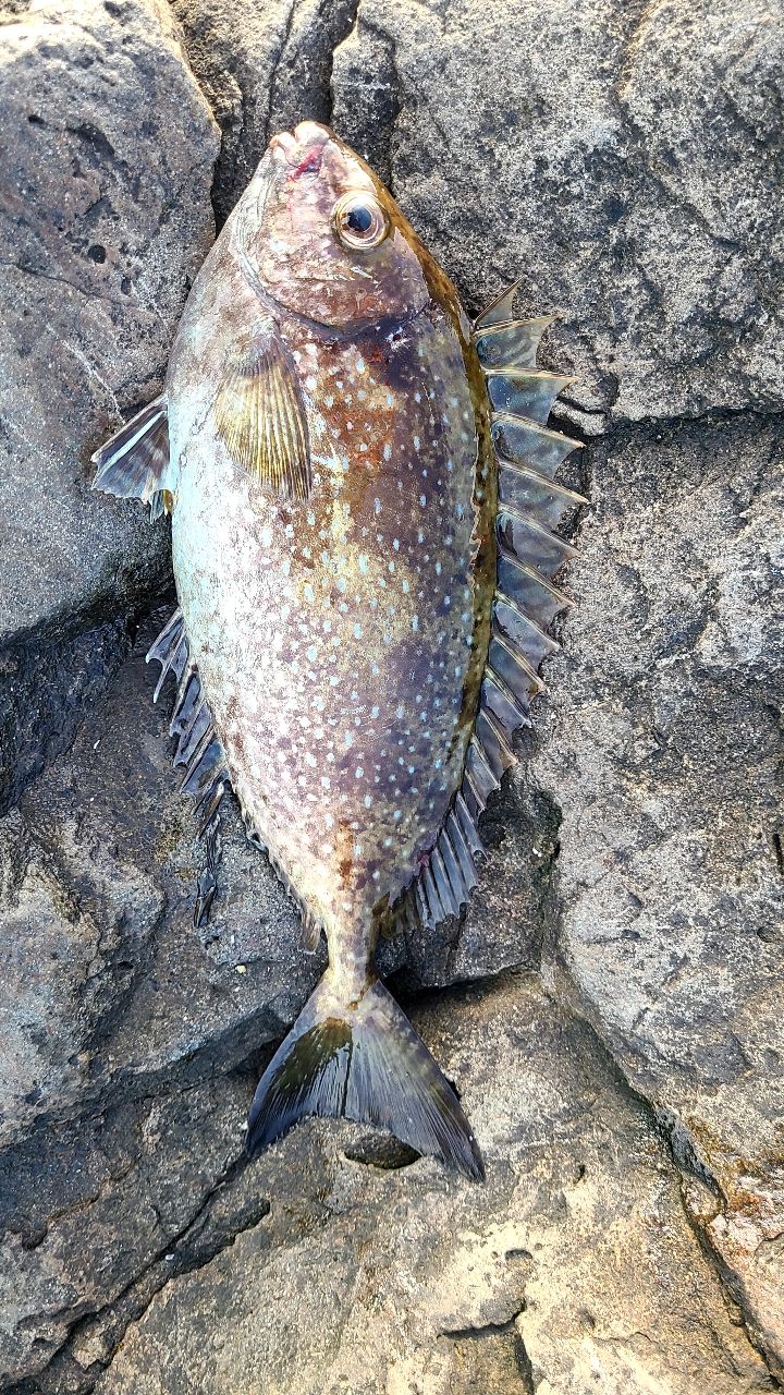 セノーさんの釣果 1枚目の画像