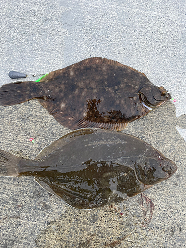 カレイの釣果