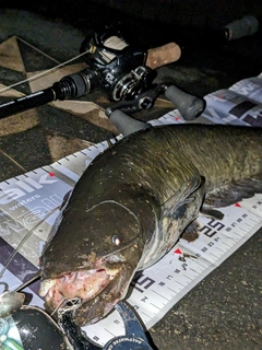 ナマズの釣果