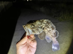 クロソイの釣果