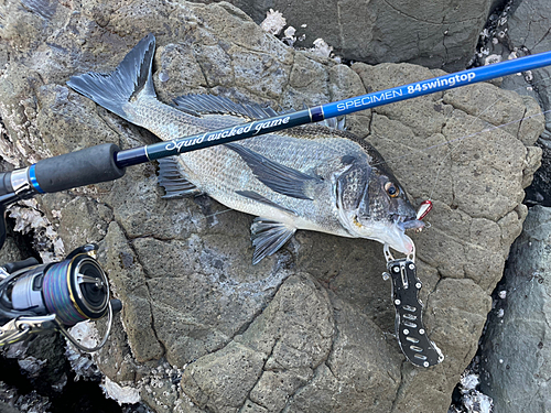 チヌの釣果