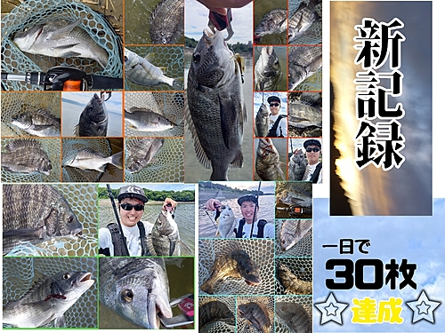 チヌの釣果