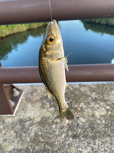 セイゴ（タイリクスズキ）の釣果