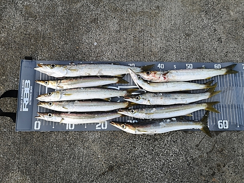 カマスの釣果