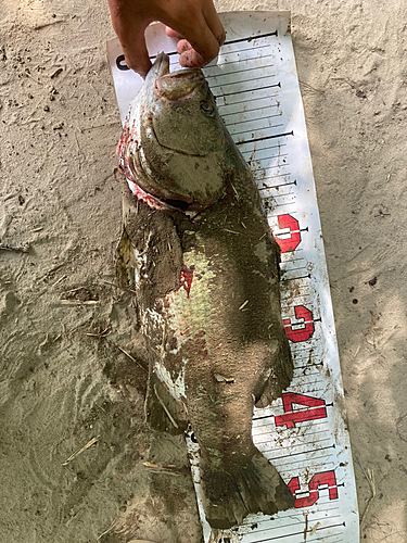 ブラックバスの釣果