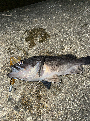 クロソイの釣果