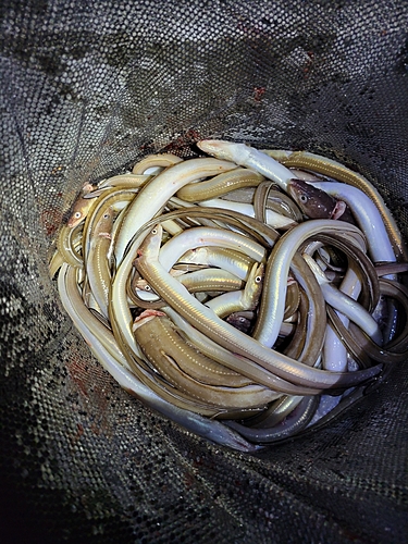 アナゴの釣果