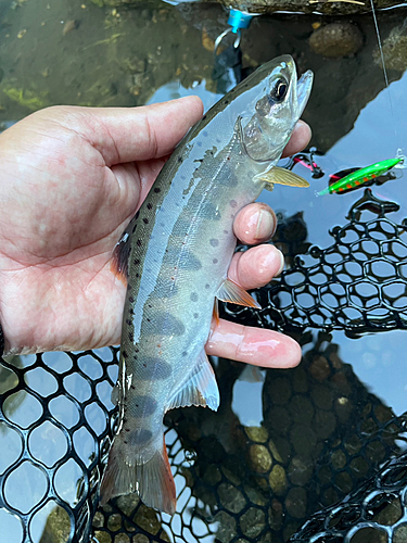 ヤマメの釣果