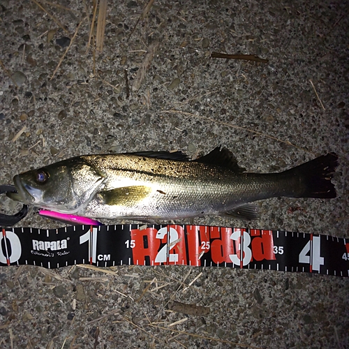 フッコ（マルスズキ）の釣果