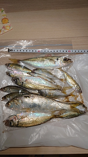 コノシロの釣果