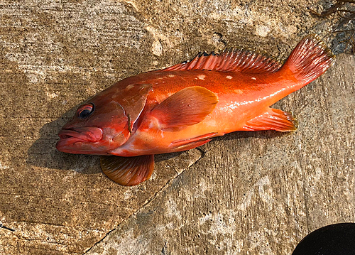 アカハタの釣果