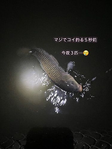 コイの釣果