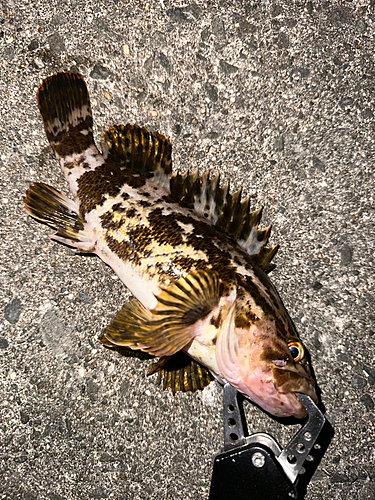 タケノコメバルの釣果