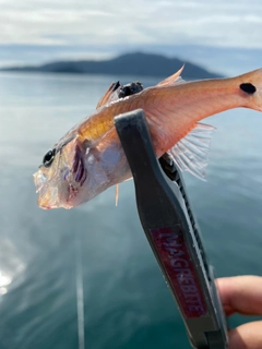 キンギョの釣果