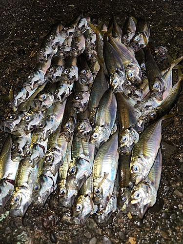 アジの釣果