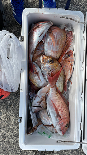 タイの釣果