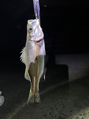 セイゴ（ヒラスズキ）の釣果