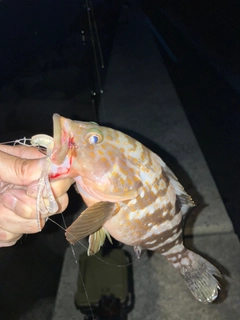 アコウの釣果