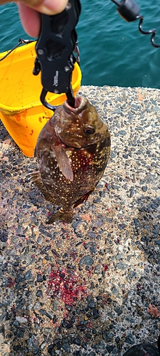 アイゴの釣果