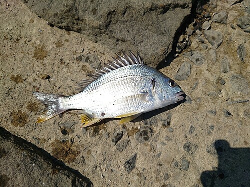 キビレの釣果