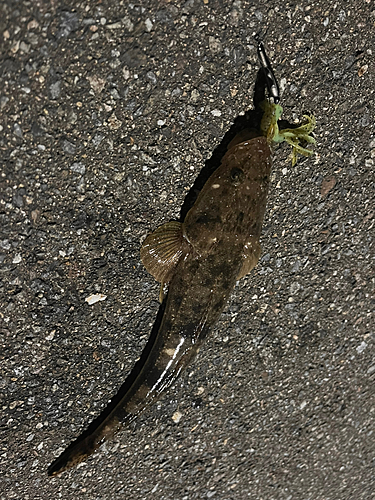 マゴチの釣果