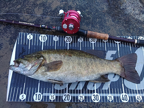 スモールマウスバスの釣果