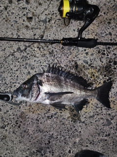 クロダイの釣果