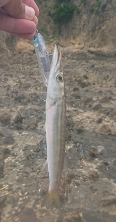 カマスの釣果