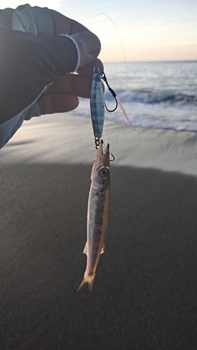 カマスの釣果