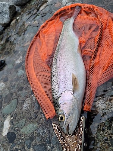 ニジマスの釣果