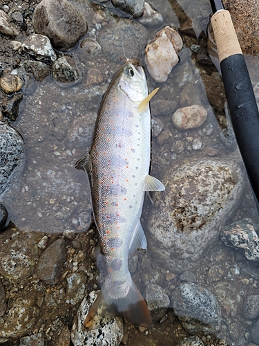 アマゴの釣果