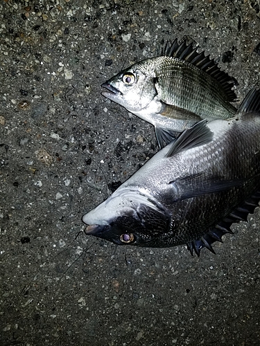 チヌの釣果