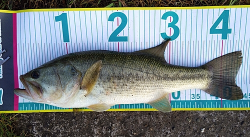 ブラックバスの釣果