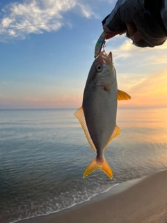 カンパチの釣果