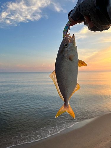 カンパチの釣果