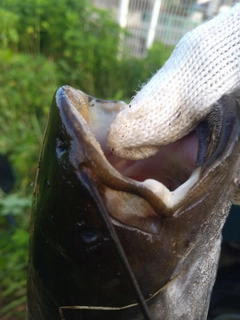 ナマズの釣果