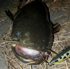 ナマズの釣果