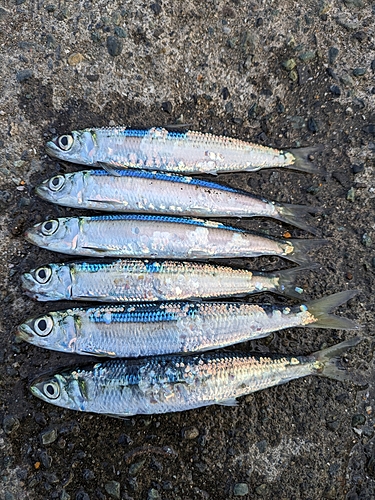 ウルメイワシの釣果