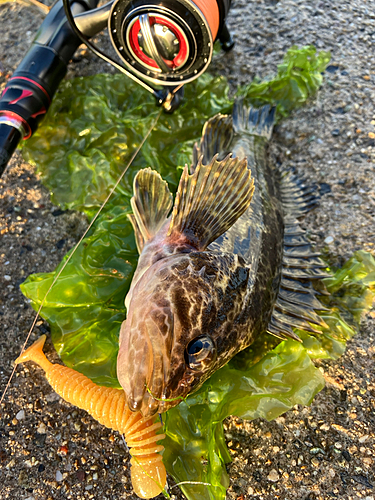 タケノコメバルの釣果