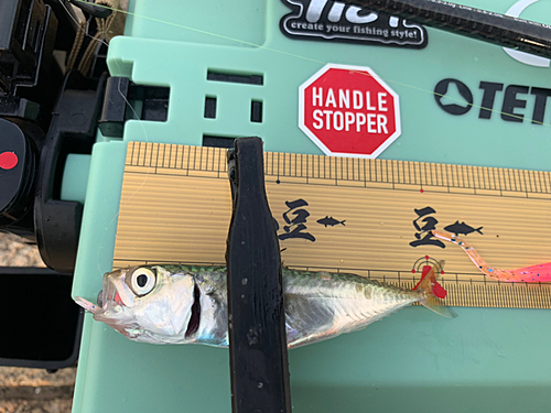 サバの釣果