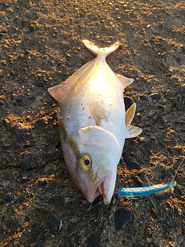 シオの釣果