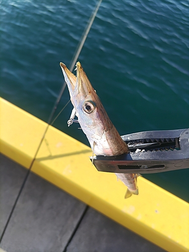 カマスの釣果