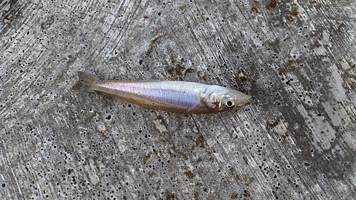 シロギスの釣果