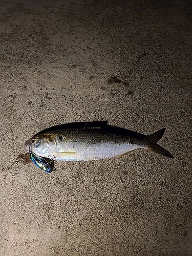 コノシロの釣果