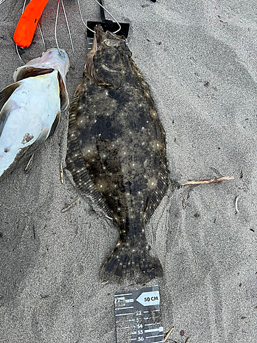 ヒラメの釣果