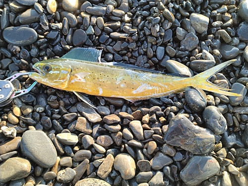 シイラの釣果