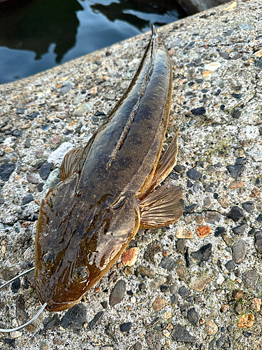 マゴチの釣果