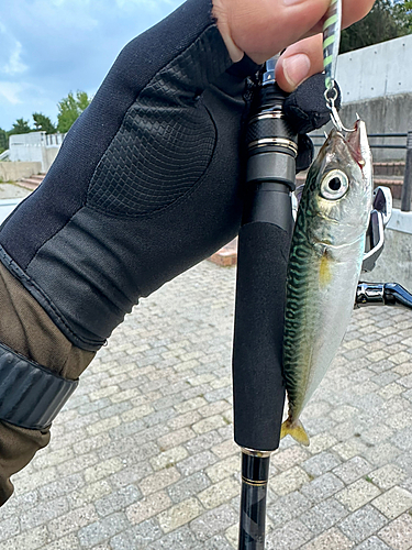 サバの釣果