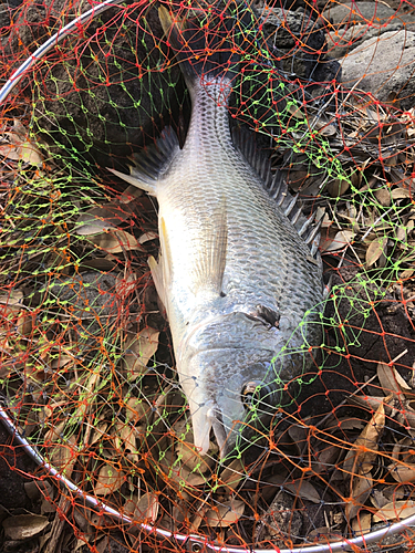 キビレの釣果